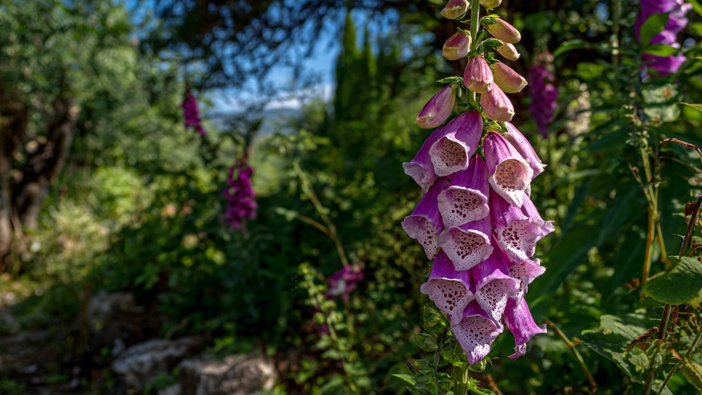 How to Easily Grow Foxglove from Seed: A Simple Guide for Gardeners