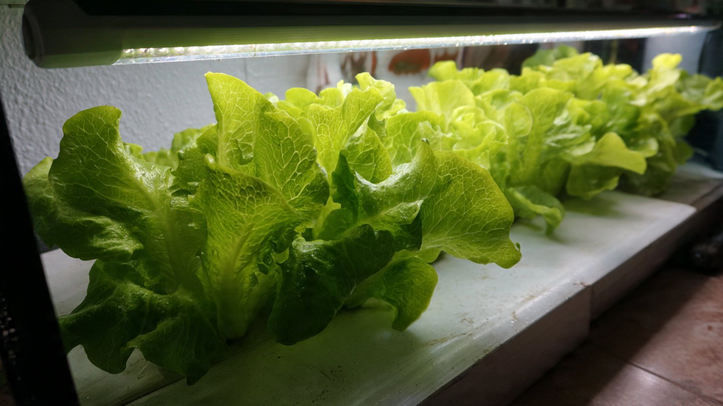 The Ultimate Guide to Growing Lush Indoor Lettuce Leaves with Minimal Effort