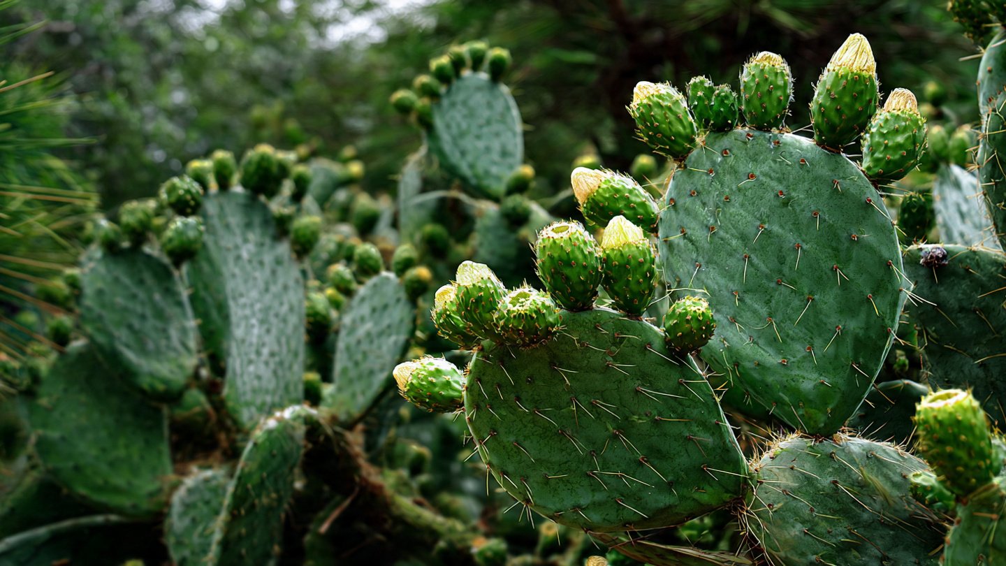 How to Create an Effective Fence Barrier: The Simple Way to Grow Opuntia