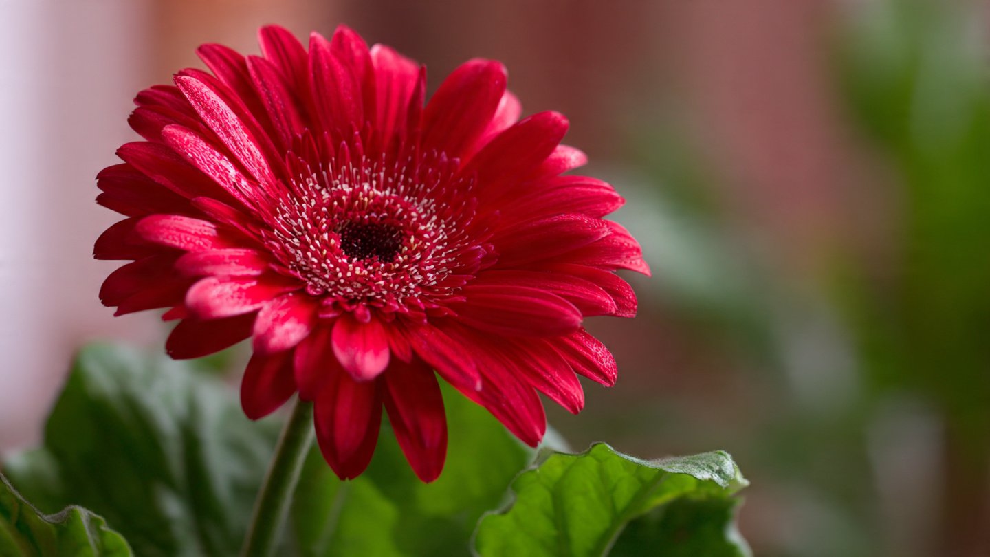 How to Use the Best Method to Grow Gerbera Under Grow Lights for Vibrant Blooms