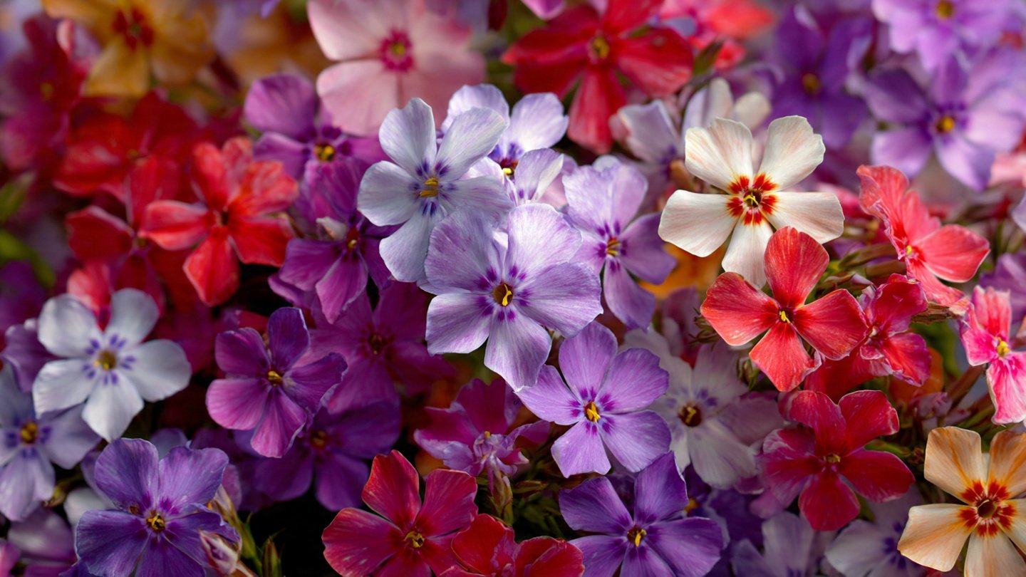 How to Successfully Grow Phlox with a Vibrant Mixed Color Bloom Display