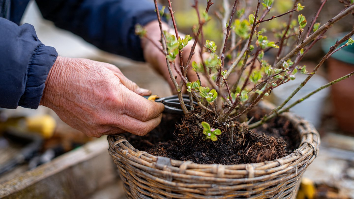 The Ultimate Guide to Pruning Plum Trees in Containers for Healthy Growth