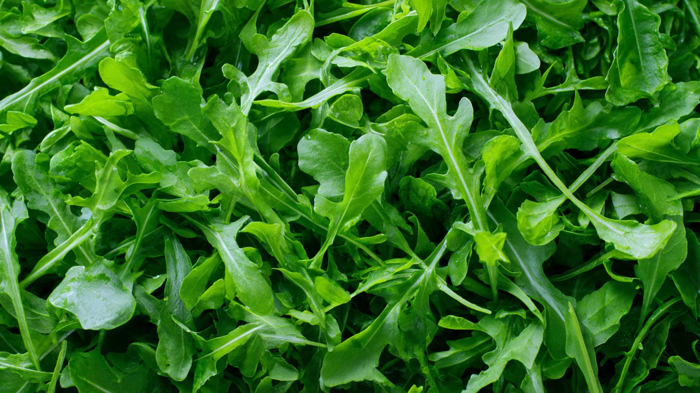 How to Quickly Cultivate Rocket Greens: The Best Method for Fast Growth