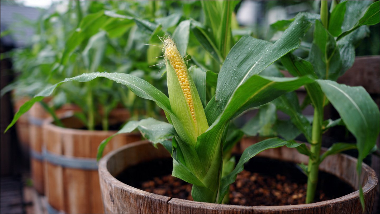Simple Guide to Successfully Growing Sweet Corn in Containers at Home