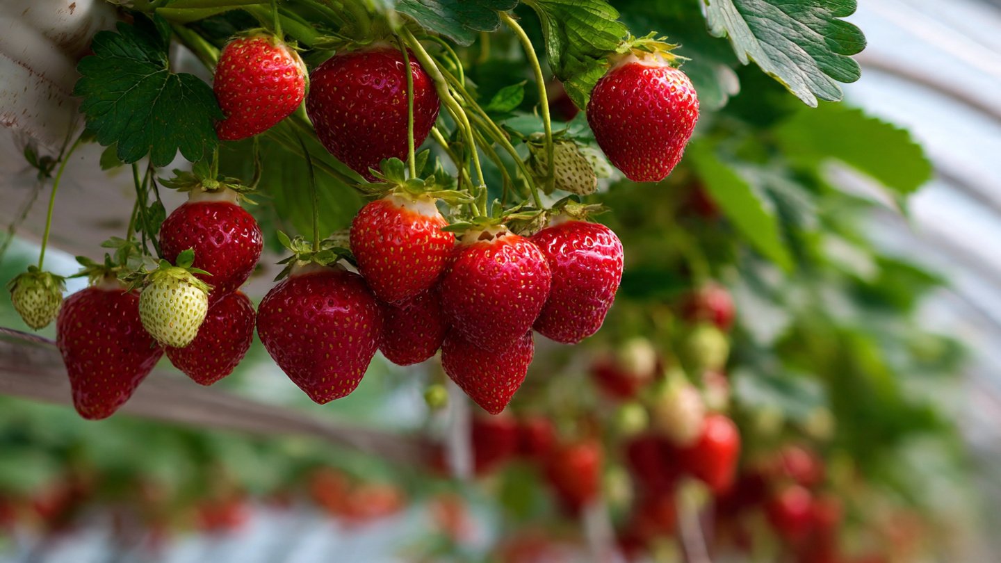 Easy Steps to Successfully Cultivate Strawberries Indoors During Winter Months