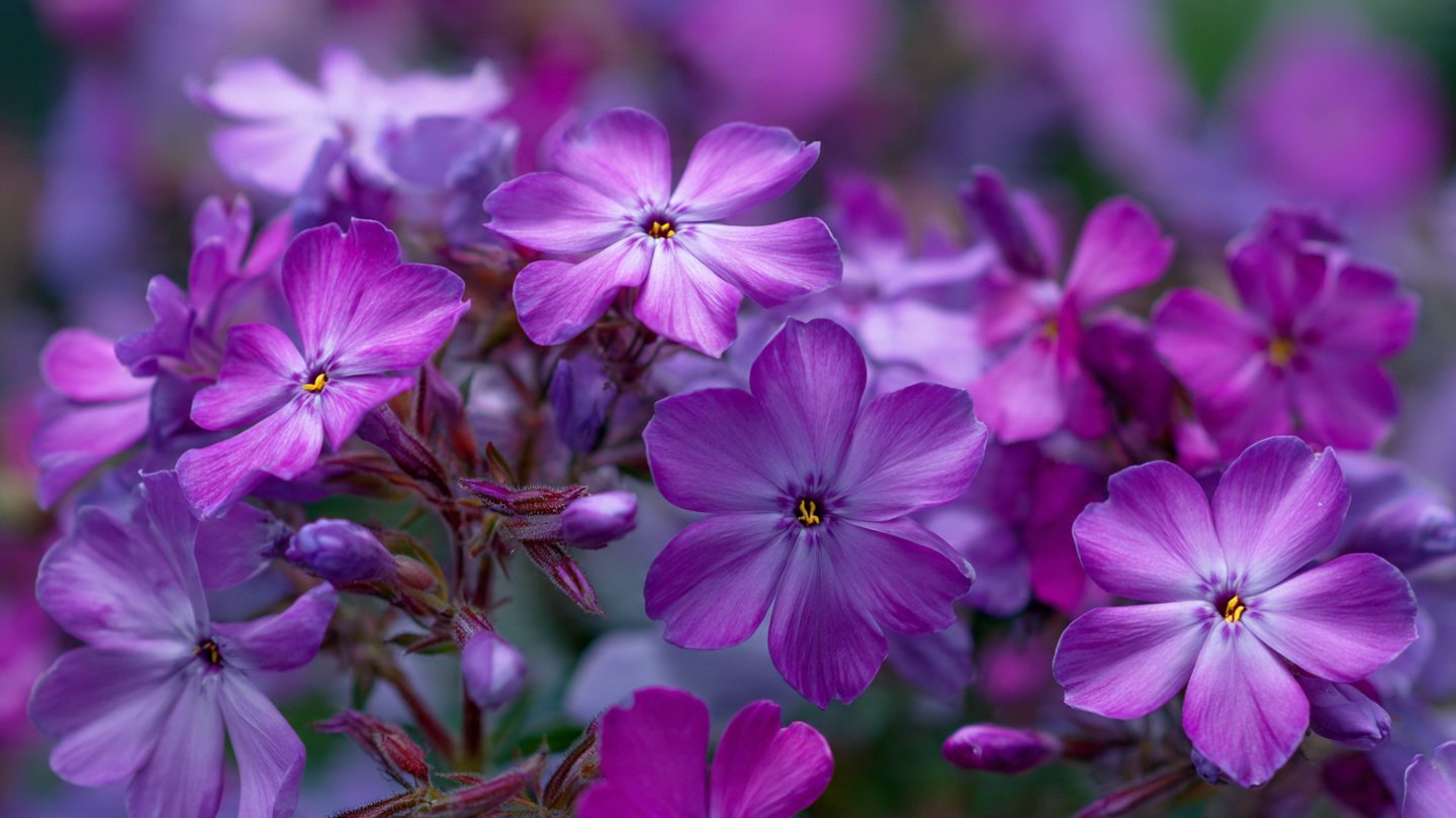 Easy Hack to Grow Stunning Phlox Winter Flowers in Your Garden for Beginners