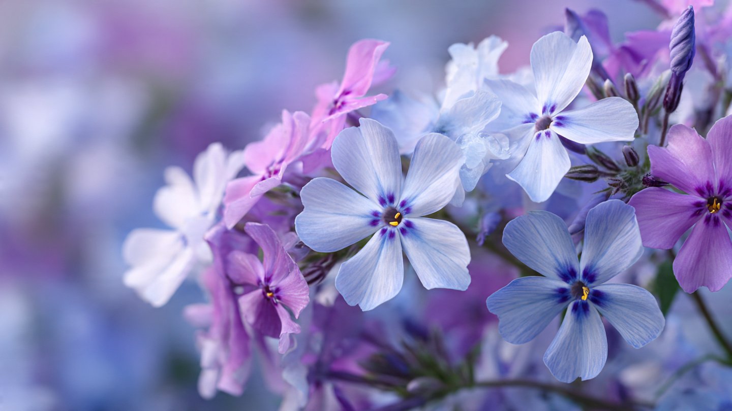 Easy Hack to Grow Stunning Phlox Winter Flowers in Your Garden for Beginners
