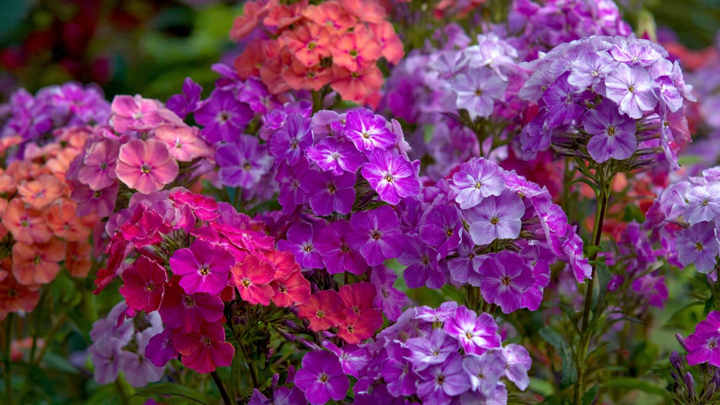 How to Successfully Cultivate Vibrant Mixed Color Blooms of Phlox in Your Garden