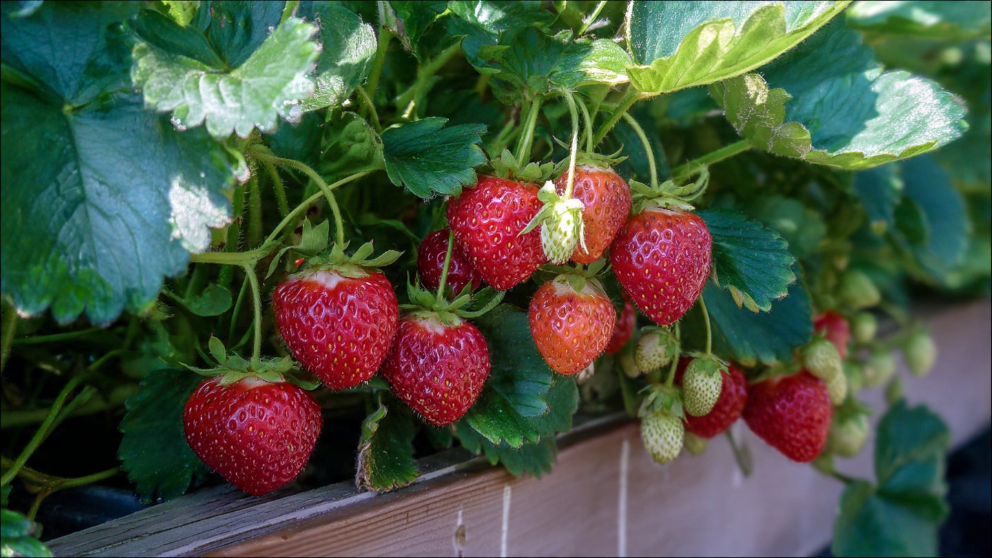 How to Successfully Grow Early Strawberries and Maximize Harvests in Short Summer Seasons