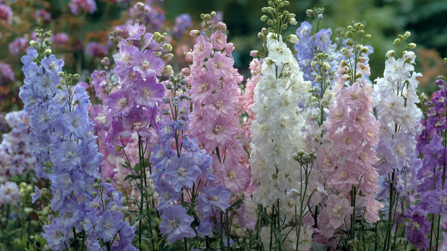 How to Successfully Grow Larkspur in Beautiful Pastel Shades