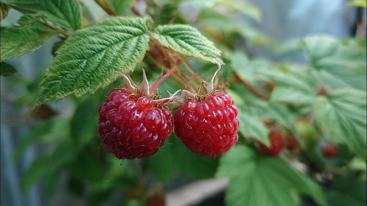 Easy Guide to Successfully Grow Delicious Raspberries in Containers for Your Urban Garden