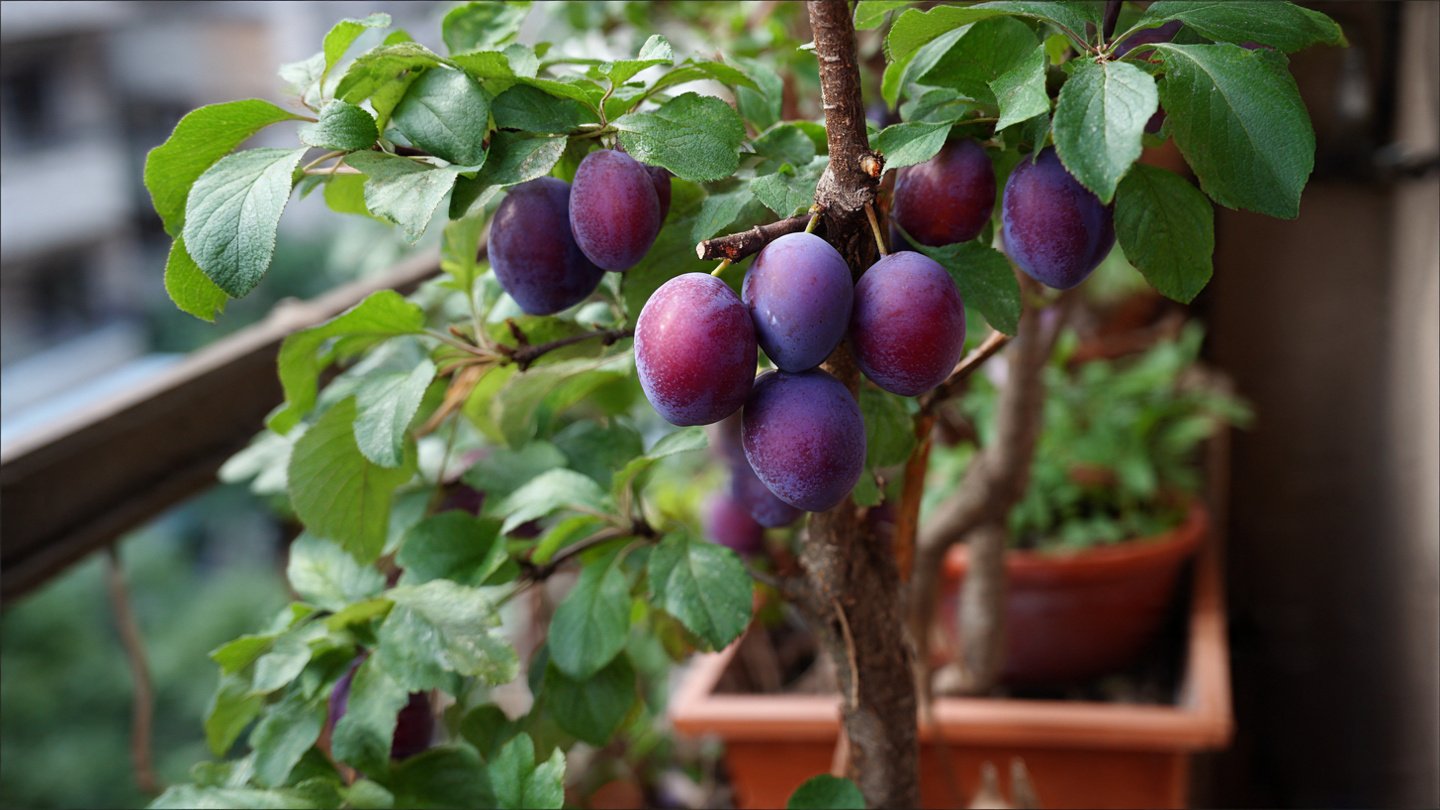 How to Successfully Grow Plums on Your Balcony for Fresh Homegrown Fruit Year Round