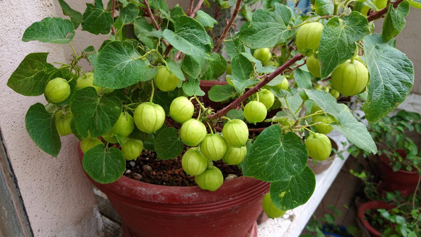 Can You Successfully Grow Tinda in a Pot? Here’s the Simple Way!