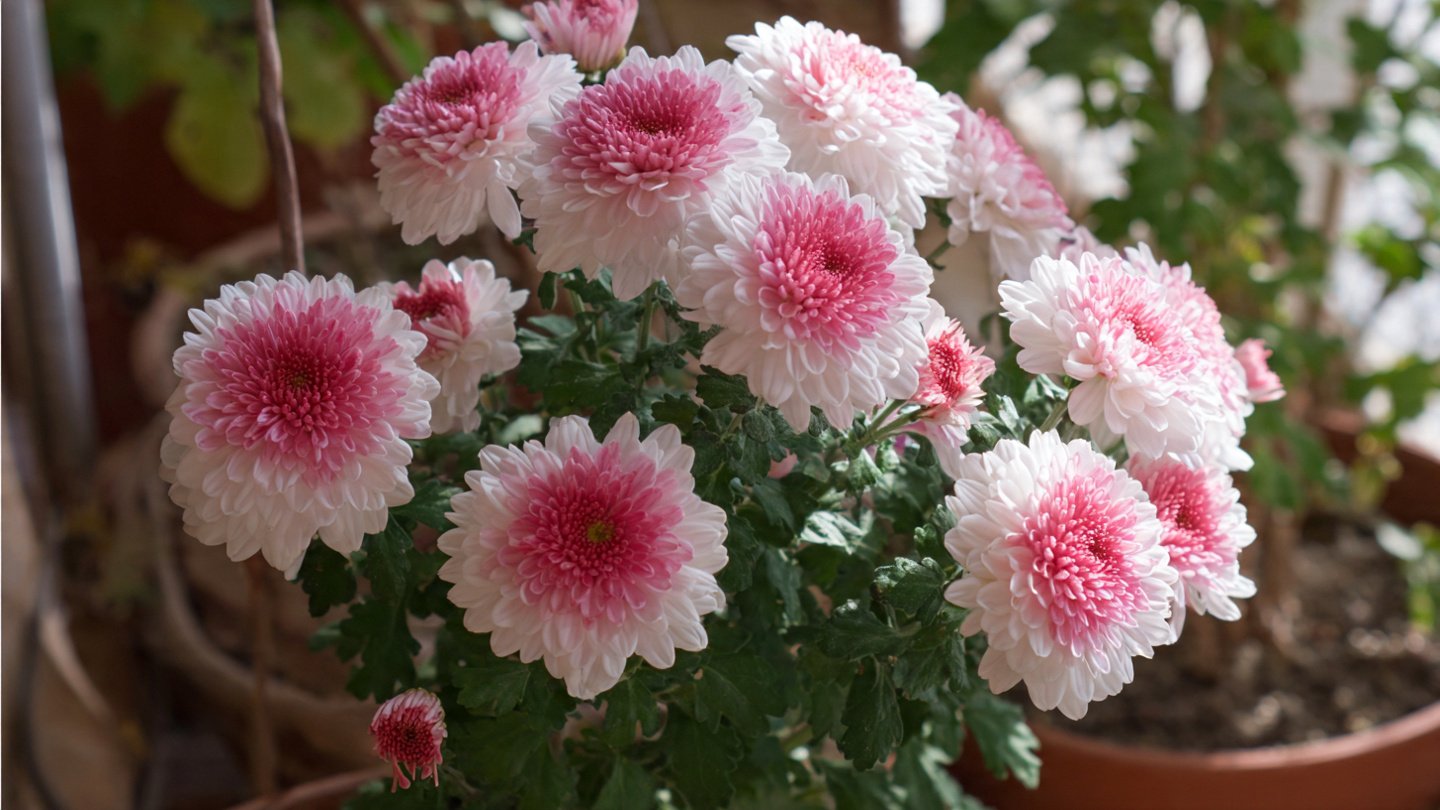 How to Successfully Grow Chrysanthemums from Cuttings Indoors: The Best Method Revealed