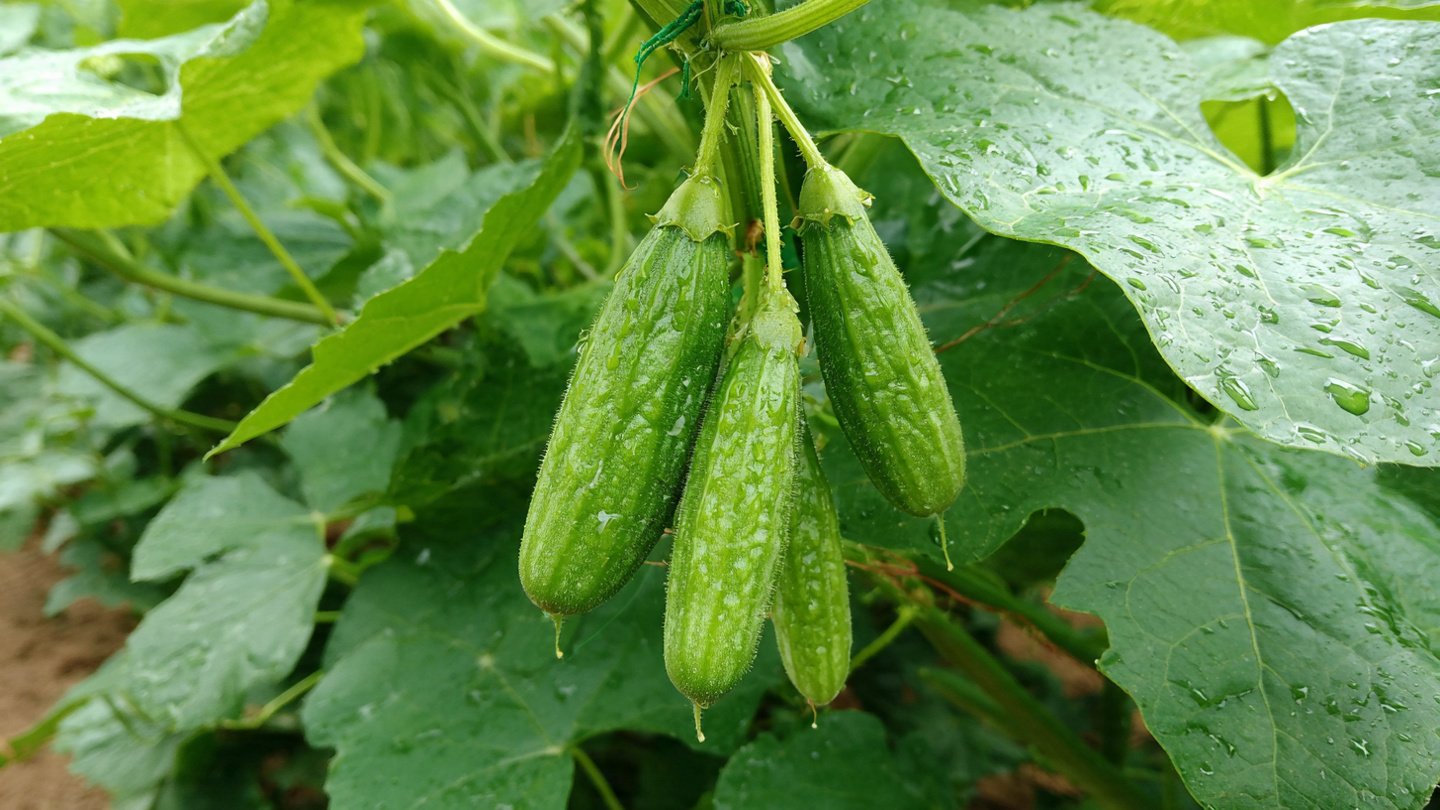 Can You Successfully Grow Ivy Gourd as Your Summer Crop?