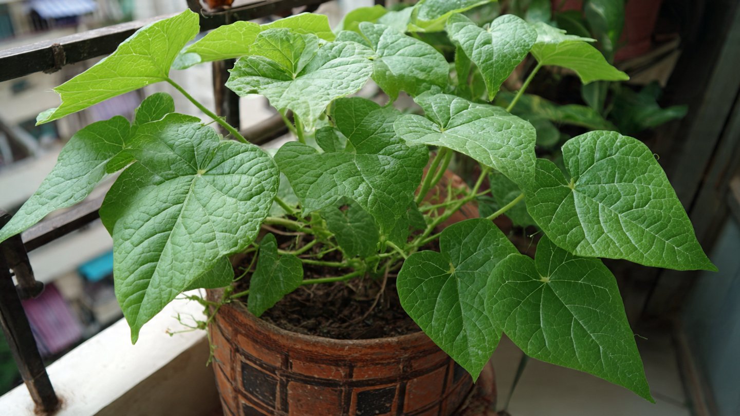 Can You Successfully Grow Ivy Gourd in a Container? Tips for Container Gardening Success