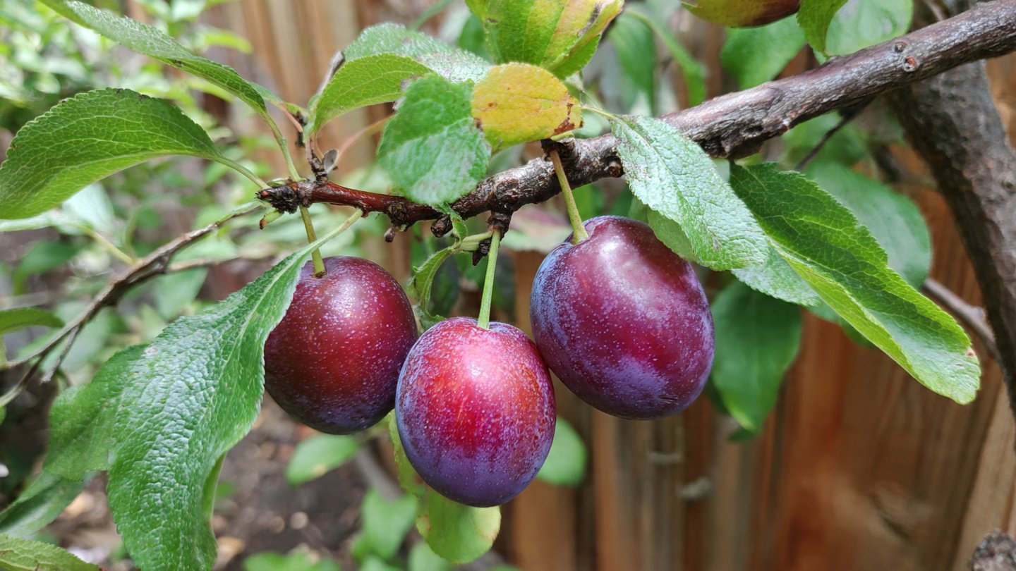 How to Successfully Grow Santa Rosa Plums at Home Discovering Essential Tips and Best Practices