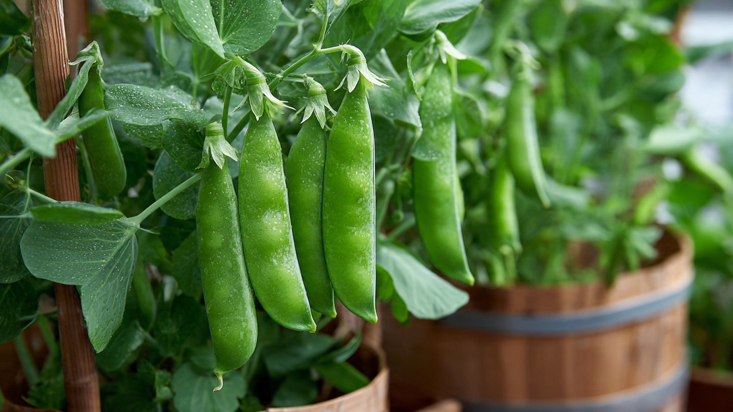 The Complete Guide to Growing Sugar Snap Peas Indoors for Fresh Healthy Snacks Year Round