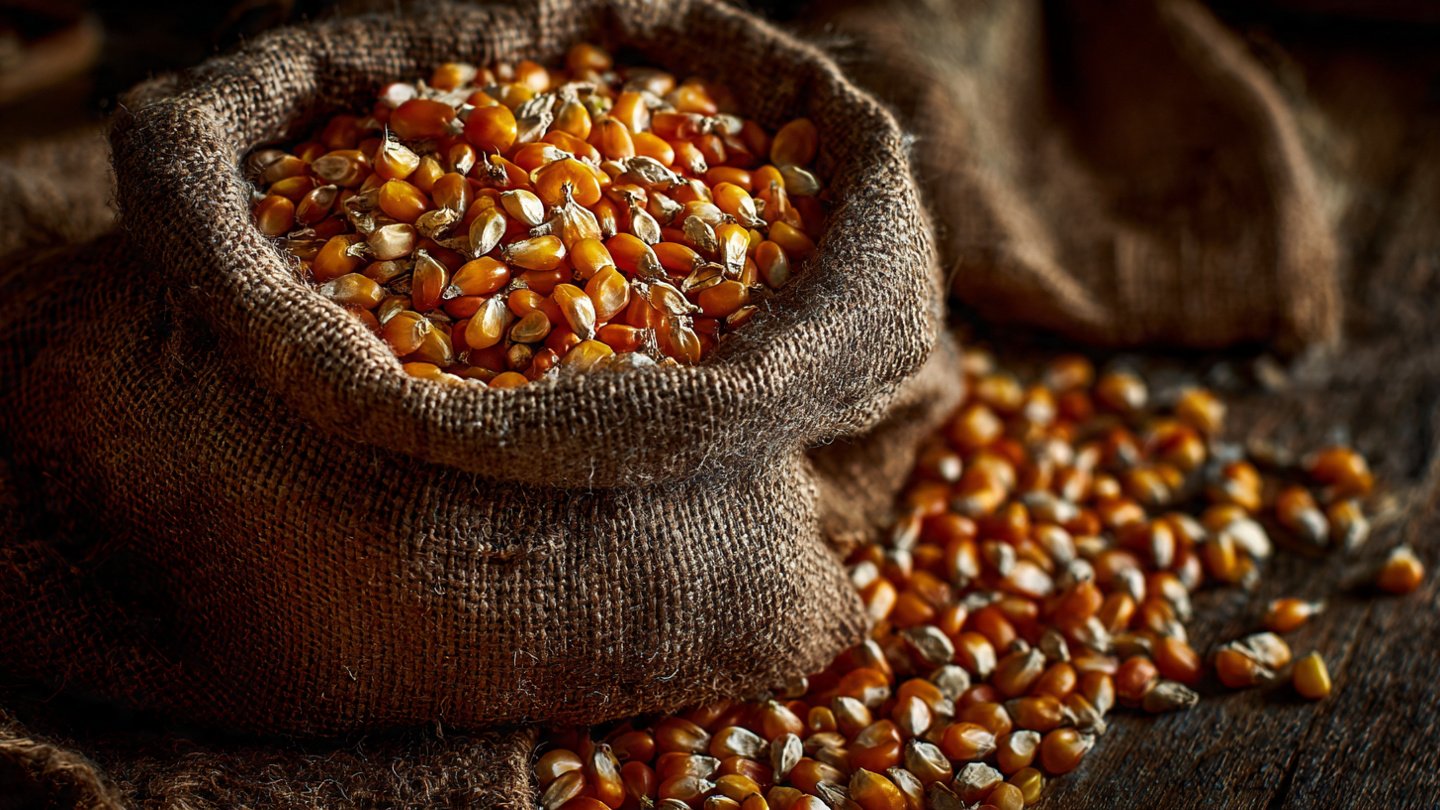 The Ultimate Guide to Successfully Growing Your Own Popcorn at Home from Seed to Harvest