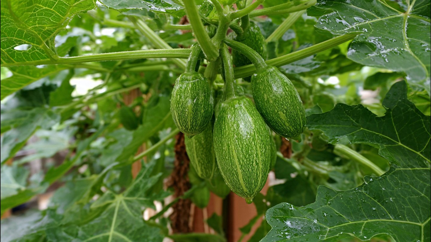 Can You Discover the Best Way to Grow Tindora Female Plants Successfully?