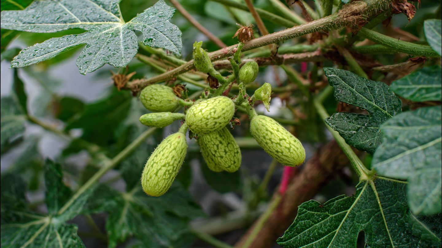 Can You Easily Grow Tindora Without Pests? Discover the Ultimate Hack!