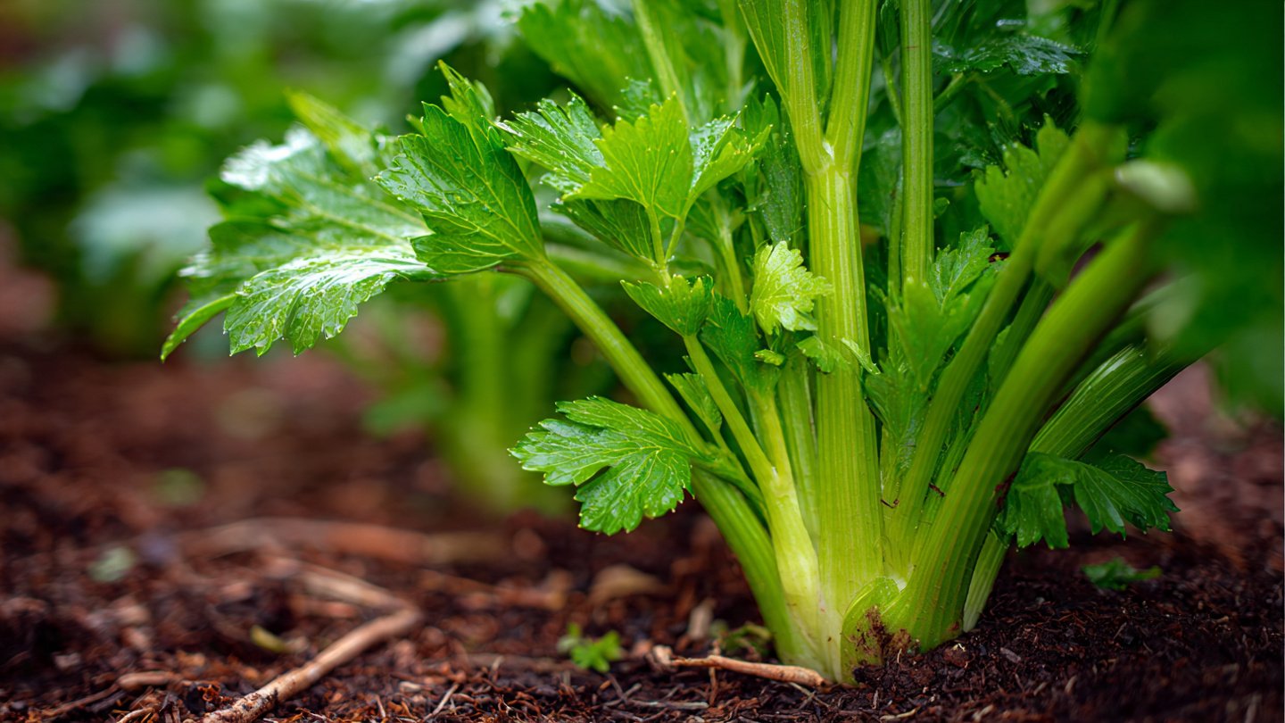 Ultimate Guide to Growing Celery from Stalks for a Sustainable Garden