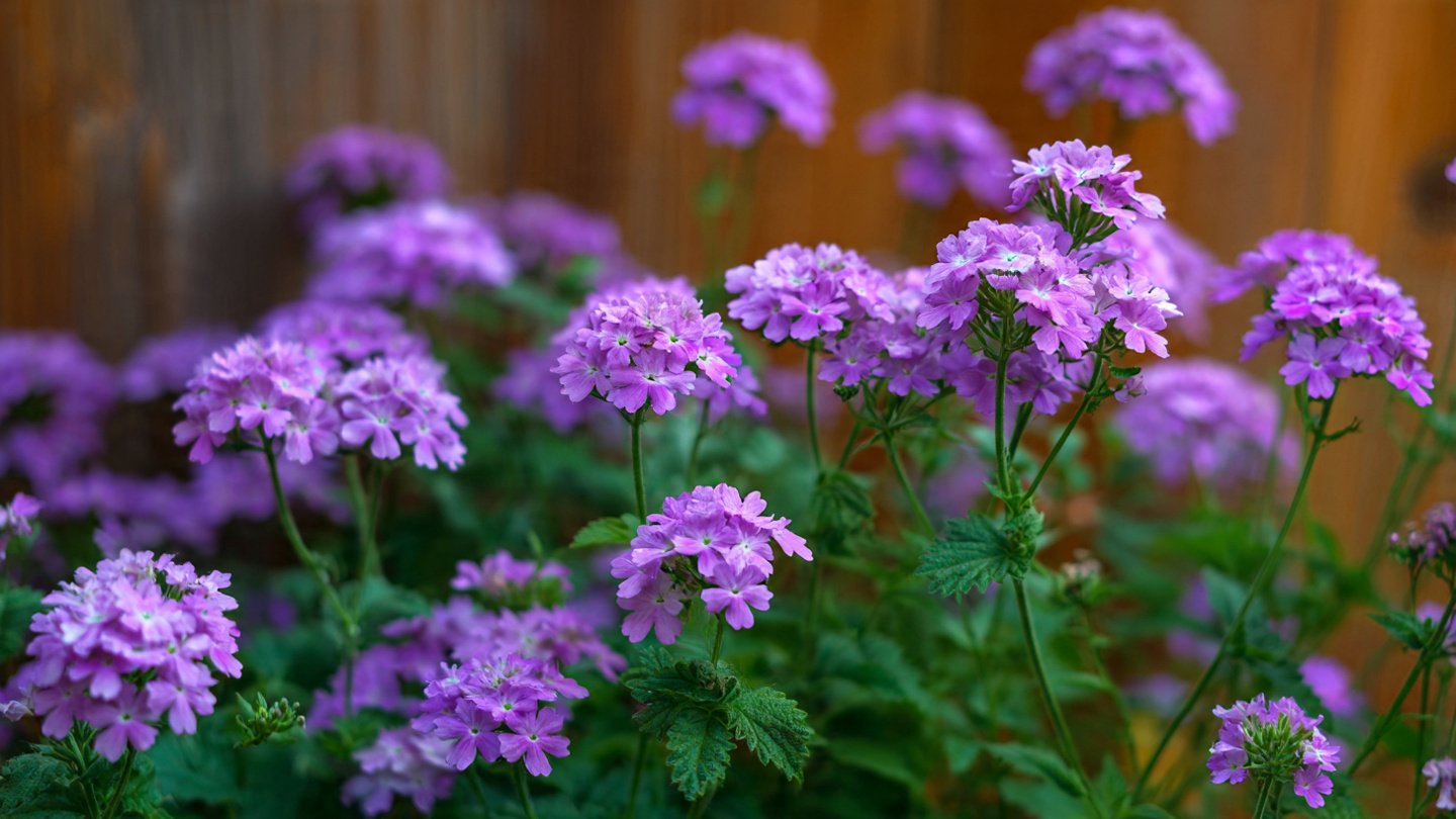 The Ultimate Guide to Successfully Growing Verbena From Seed in Your Home Garden