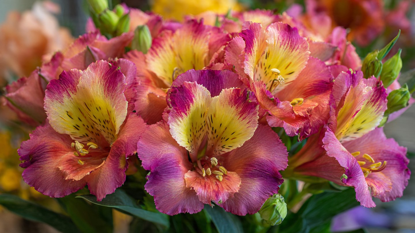 Best Strategies for Cultivating Vibrant and Showy Indoor Flowers at Home