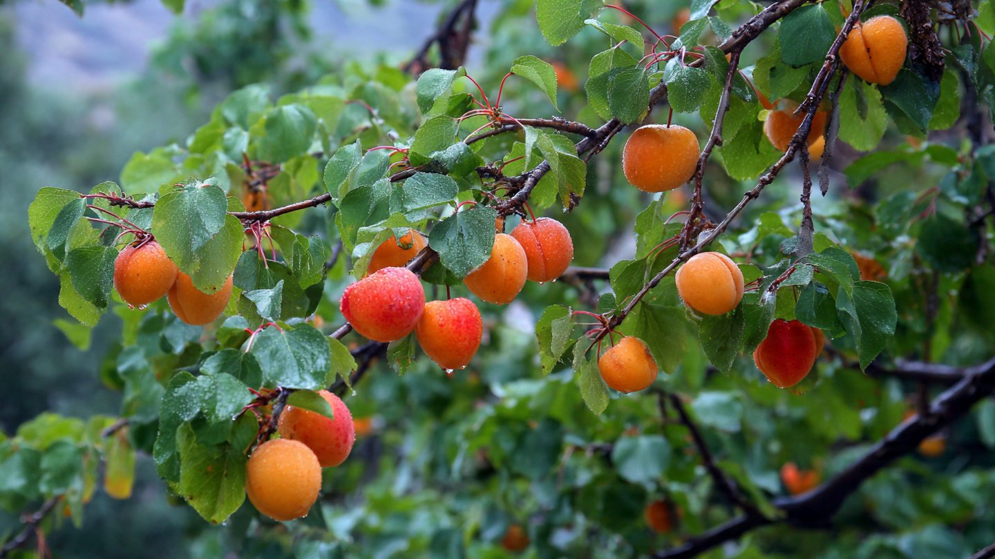 What Is the Secret to Growing Large Juicy Apricots in Any Climate?
