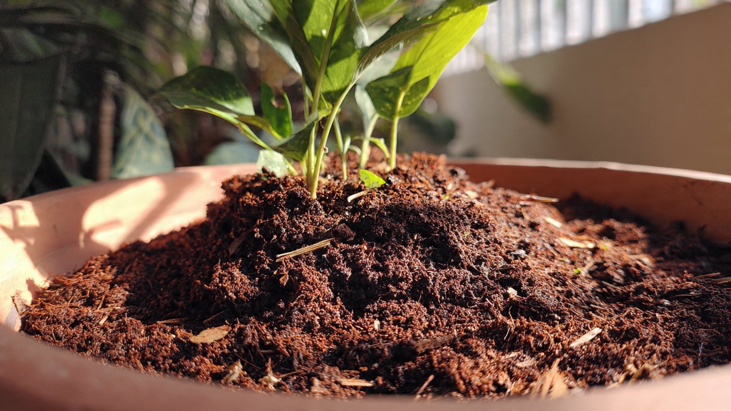 How Can You Create the Perfect Aroid Soil Mix at Home?
