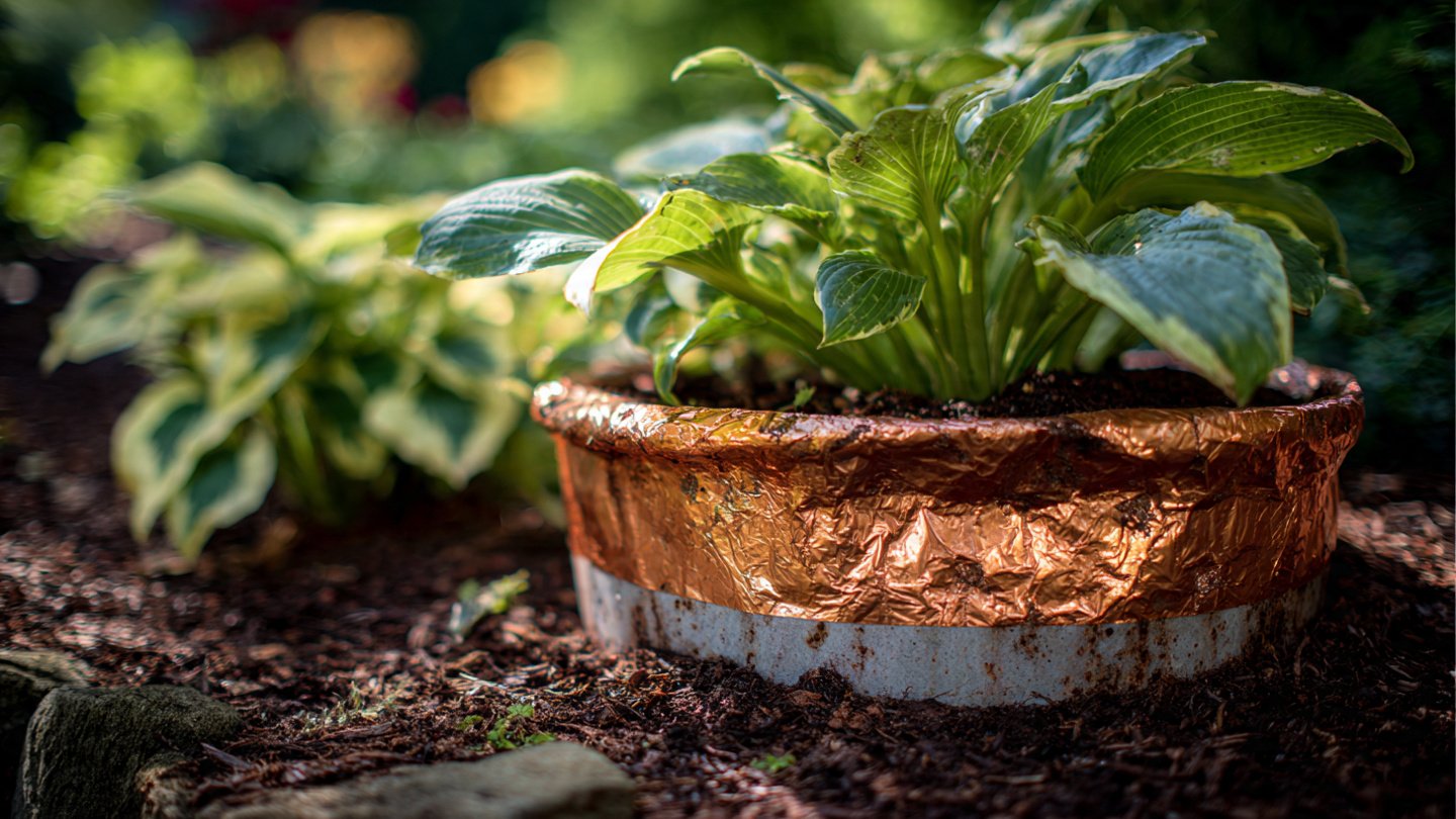 How Does Copper Tape Keep Potted Hosta Safe from Pests?
