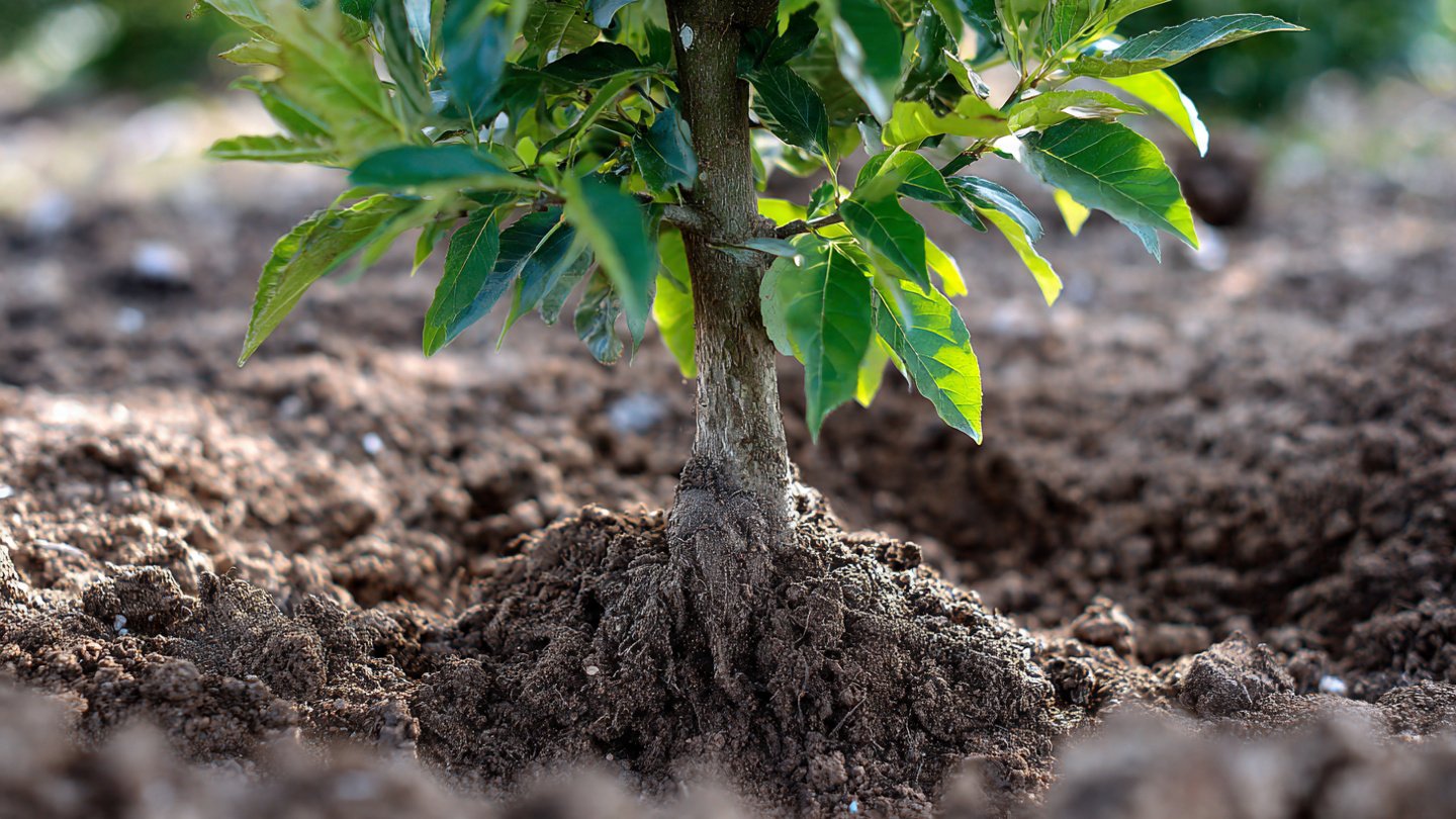 What Critical Mistake Could Damage a Newly Planted Tree?