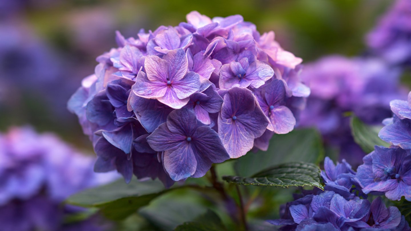 How Can You Ensure Your Hydrangeas Bloom Beautifully Every Season?