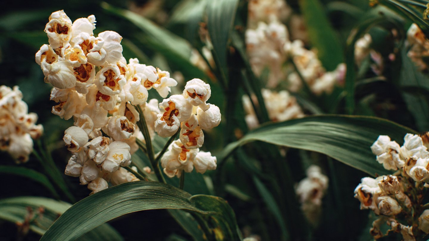 Can You Really Grow Your Own Popcorn in a Tiny Garden Patch?