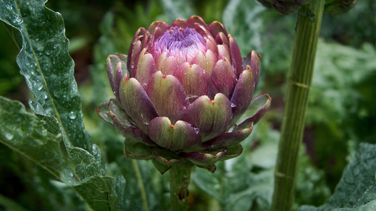 How to Grow Artichokes in Your Backyard Garden