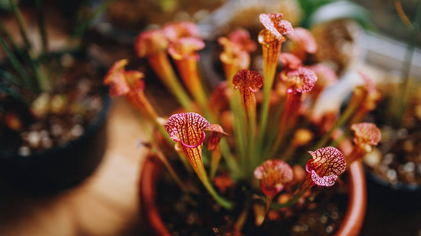How to Successfully Grow Carnivorous Plants at Home
