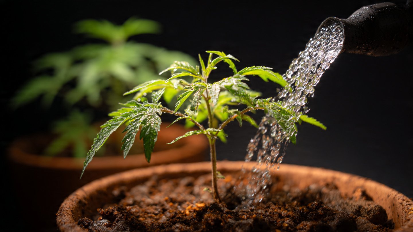 Night Watering Benefits for Plant Root Development and Growth